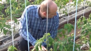 Розовый томат Фенда F1 в теплице (05-01-2018)