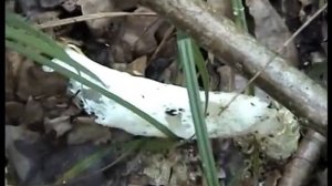 Гриб Веселка. Как найти Веселку и яйца Веселки. Грибы Вешенки в лесу.