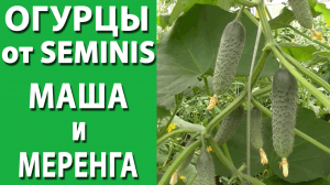 Огурцы Маша и Меренга от SEMINIS. Сравнение зеленцов.