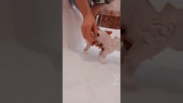 Милое видео с котиками🐅🐈КОТ ПОПАЛ 😄