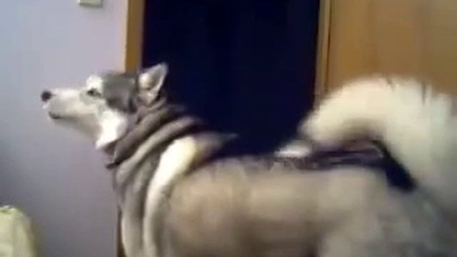 Хаски обиделся смотреть онлайн