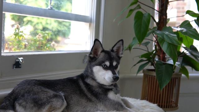 Buying an Alaskan Klee Kai смотреть онлайн