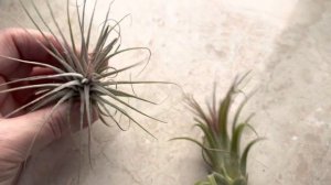 ТИЛЛАНДСИИ, КАКИЕ СОРТА?