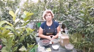 Удобрения для цитрусов
