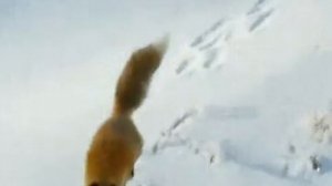 Как лисы охотятся зимой