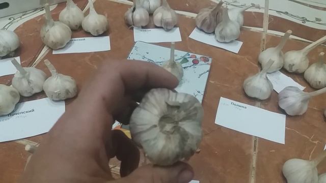 Обзор сортов чеснока . Эксперимент по хранению . Часть 1