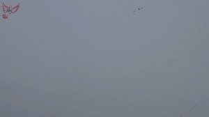 Лётные голуби заканчиваются, будем гонять декоративных!