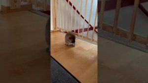 Когда и как щенки начнут сами какать и писать? Щенки начали ходить в туалет самостоятельно.