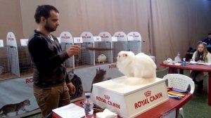 Выставка кошек. Оценка перса