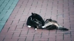 Как КОШКИ лечат и отводят беду: факты и приметы