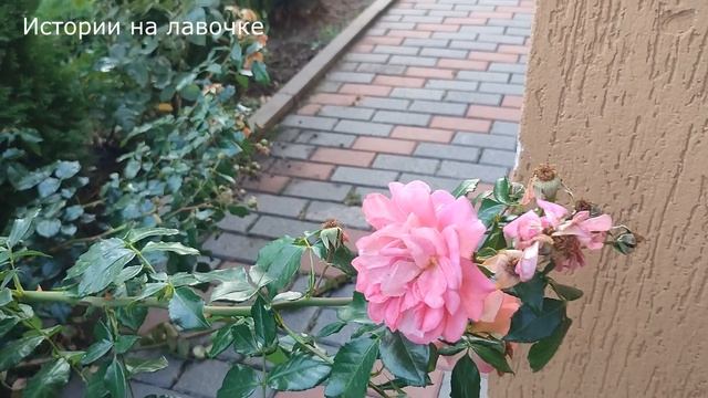 ? Устав терпеть жадного мужа в декрете, жена придумала план. И все получилось ... смотреть онлайн