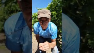 Виноград новинка 2020 мускат ранний