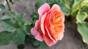 роза Викторианский секрет(Victorian Secret) посадка весна 2022 ( первогодка)