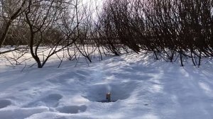 Петарда Blackjack ?☠️