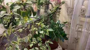 ОБЗОР комнатных РАСТЕНИЙ на начало апреля месяца 2023 г