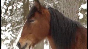 Лошадь напала на человека