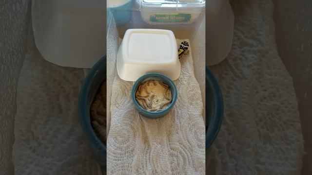 Lavender Striped Snow Bold #1 смотреть онлайн