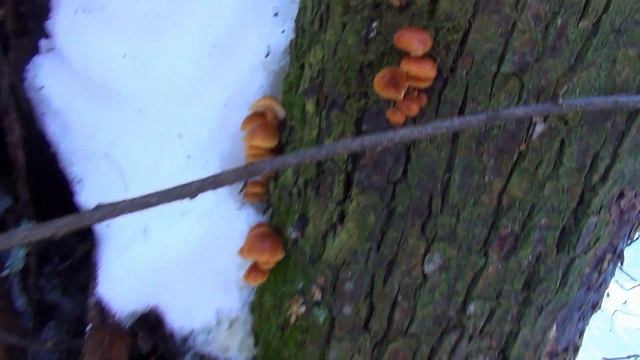 Набрала грибов в январе Сварила грибной суп на Рождество. смотреть онлайн