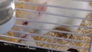 Беременность декоративной крысы. Повадки крысы