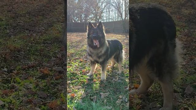 Немецкая овчарка зонарного окраса. German shepherd dog zonary& grey.#germanshepherd #немецкаяовчарк