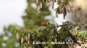 Клест. Интересно знать