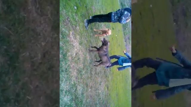 Дерутся собаки 2 смотреть онлайн