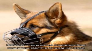 Законы о содержании собак