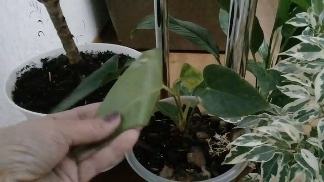 Обзор моей цветочной полочки смотреть онлайн