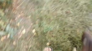 Волкособ-убийца никого не щадит