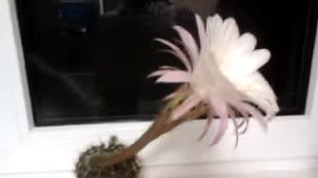 Маленький цветущий кактус смотреть онлайн