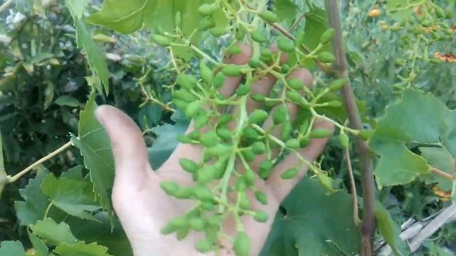 Результат опыления винограда. Влияние погодных условий.