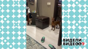Цвергпинчер торопится на прогулку. Видели видео? Фрагмент выпуска от 05.05.2020