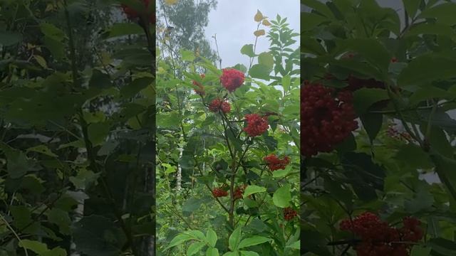 Бузина красная 3часть смотреть онлайн