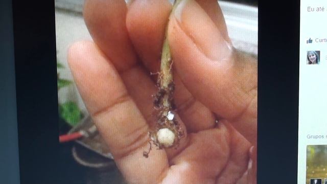 Suculentas - Os perigos do nematóide! смотреть онлайн