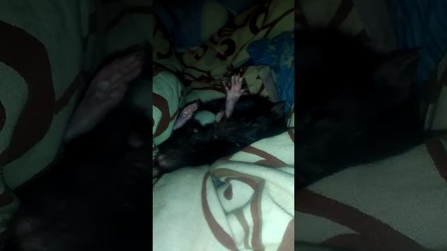самая ручная крысааа!!!!
