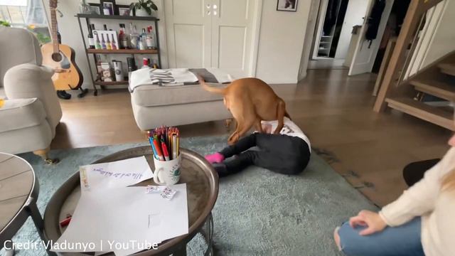 ALL ABOUT THE RHODESIAN RIDGEBACK смотреть онлайн