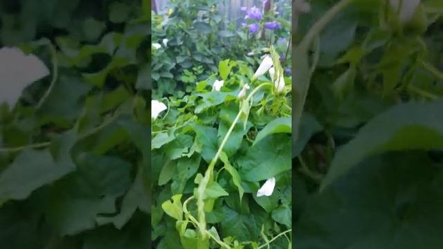 Колокольчиковые