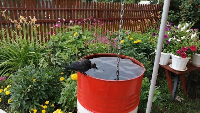 Галка купается в бочке_Блэки на даче смотреть онлайн