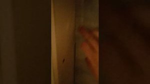 Укладываю ламинат на стену из гипсокартона. День второй