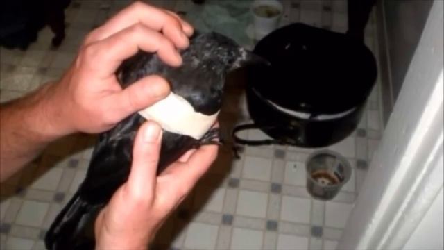 Мужчина годами кормил семью ворон, и вдруг они принесли ему необычные послания смотреть онлайн