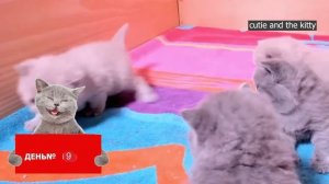 как растут котята от рождения до 10 недель