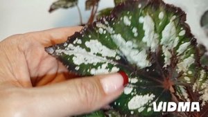 Посылка с бегониями, распаковка. Видео от 13.05.2024