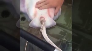 как рожают скаты