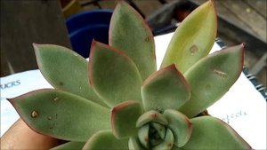 #1 #Echeveria #Pulidonis #Christmas