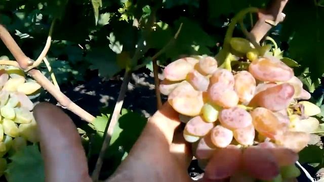 сорта винограда смотреть онлайн