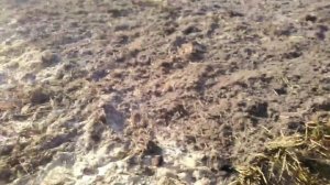 Поднимаем уровень земли на огороде