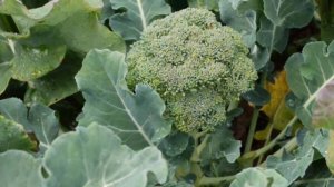 BATAVIA F1 - Broccoli