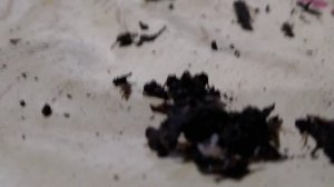 ПАН2. Гриндаль. Гриндальский червь. Польза или вред. Надо ли бороться. Соседи компостных червей.