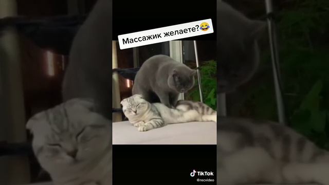 #кошка#массаж#делает#тикток#. Кошка делает массаж