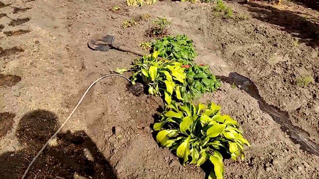 Размножаю ХОСТУ!!!???. Куст уменьшаю в Размере с помощью ЛОПАТЫ???. 20 сентября 2023г?? смотреть онлайн